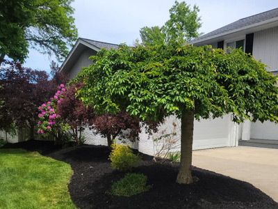 Tree Trimming, Beachwood, OH
