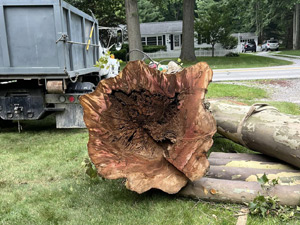 Stump Grinding