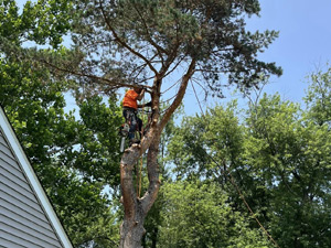 Tree Removal, Mentor, OH Tree Removal