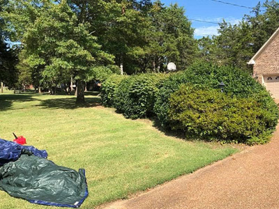 Tree Care Services, Willoughby Hills, OH