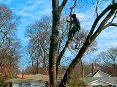 Tree Removal, Mentor, OH