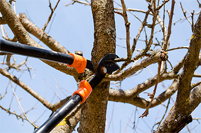 Tree Trimming, Mentor, OH